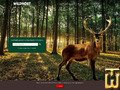 wildhost.ie